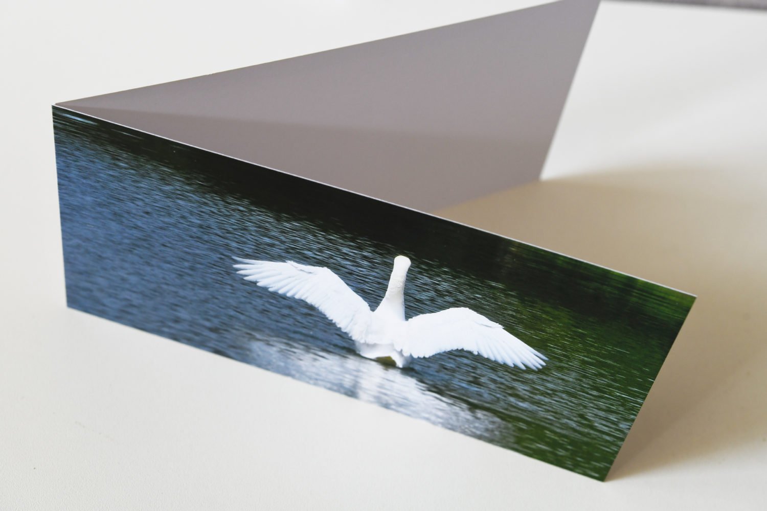 Ausgestreckter Schwan #1649 (Postkarte) | Swan outstretched #1649 (Postcard)