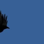 Springende Krähe #5833 (Leinwandbild) (Blau) | Jumping Crow #5833 (Canvas print) (Blue)