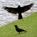 Zwei Krähen am See #4563 (Leinwandbild) | Two Crows at the Lake #4563 (Canvas print) - 50x100cm