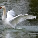Ausgestreckter Schwan #0190 (Leinwandbild) | Outstretched Swan #0190 (Canvas Print) - 50x70cm