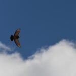 Fliegende Taube #4069 (Leinwandbild) | Flying Dove #4069 (Canvas print) - 60x60cm