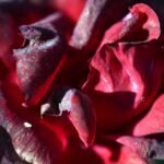 Verblühte rote Rose #8352 (Leinwandbild) | Withered red Rose #8352 (Canvas print) - 40x60cm