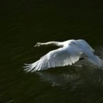 Abfliegender Schwan #0803 (Leinwandbild) | Departing Swan #0803 (Canvas print) - 30x60cm
